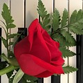 Rose and Keyboard featured
