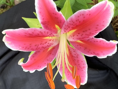 Nature Collection By Catherine Wilson Pink Lily